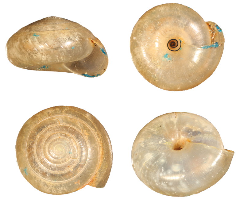 VA_LandSnails
